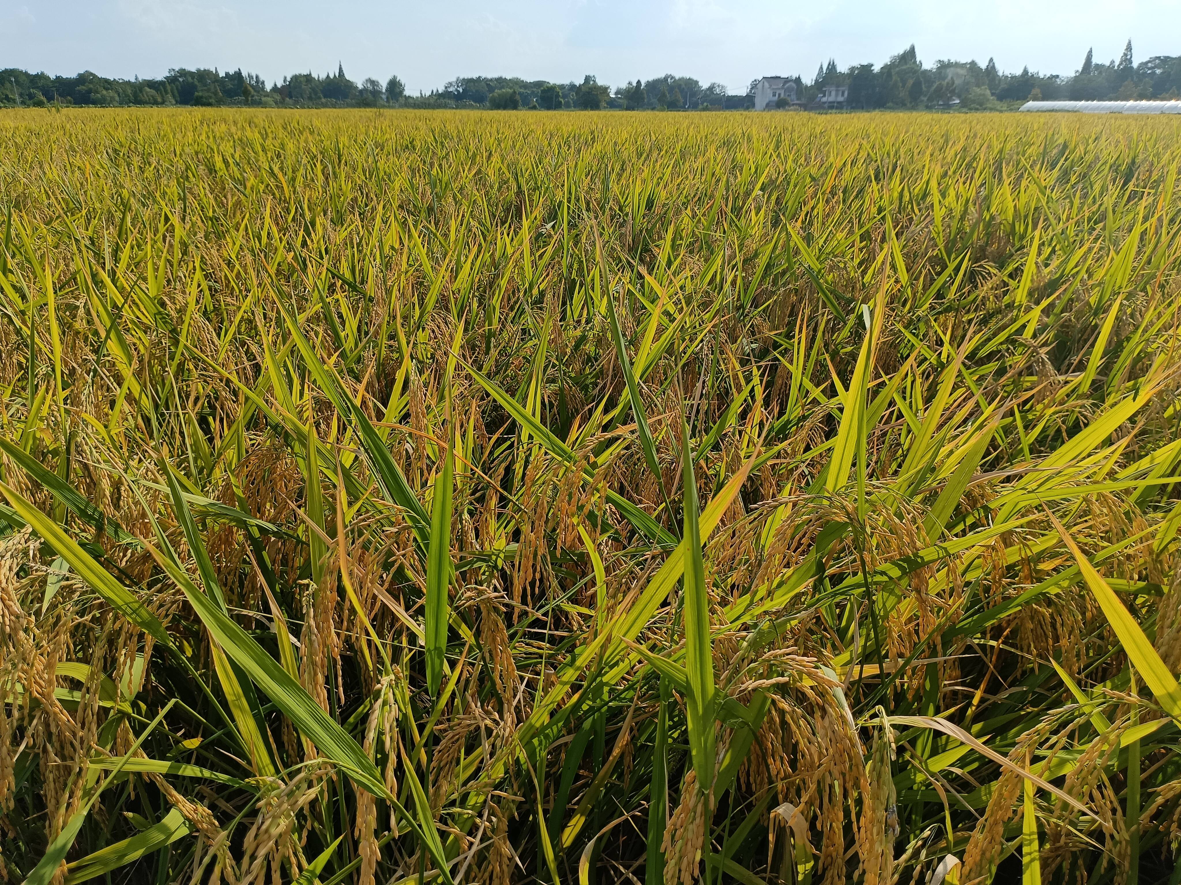 【大江看看】我市水稻有(yǒu)序抛秧再生稻种植示范取得实效